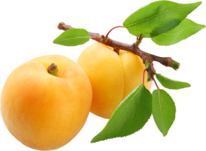 Apricot PNG-12636